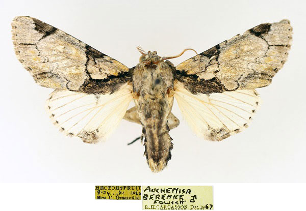 /filer/webapps/moths/media/images/B/berenice_Thiacidas_AM_TMSA_02_A1Cq1xb.jpg