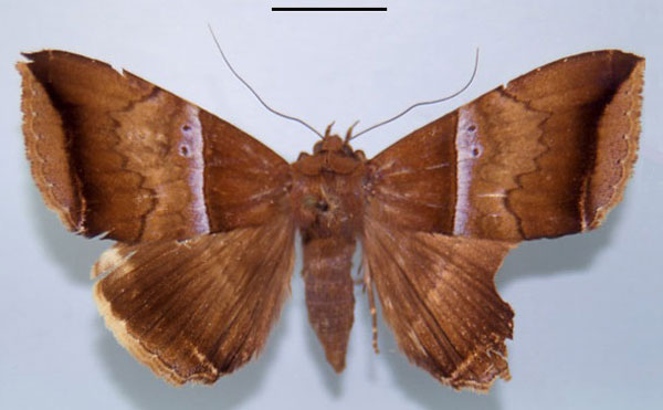 /filer/webapps/moths/media/images/B/bergeri_Achaea_A_MSNM.jpg