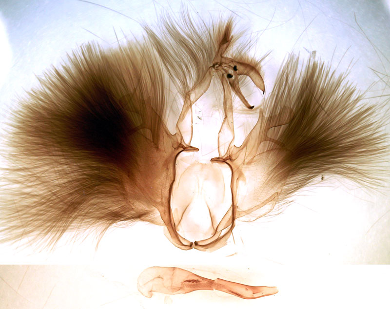 /filer/webapps/moths/media/images/B/bergeri_Achaea_GMHT_Berio-682.jpg