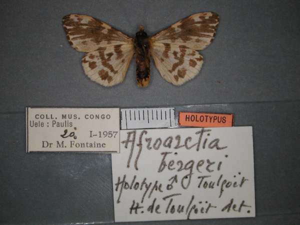 /filer/webapps/moths/media/images/B/bergeri_Afroarctia_HT_RMCA_02.jpg