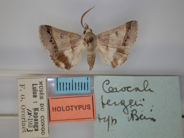 /filer/webapps/moths/media/images/B/bergeri_Cerocala_HT_RMCA_01.jpg