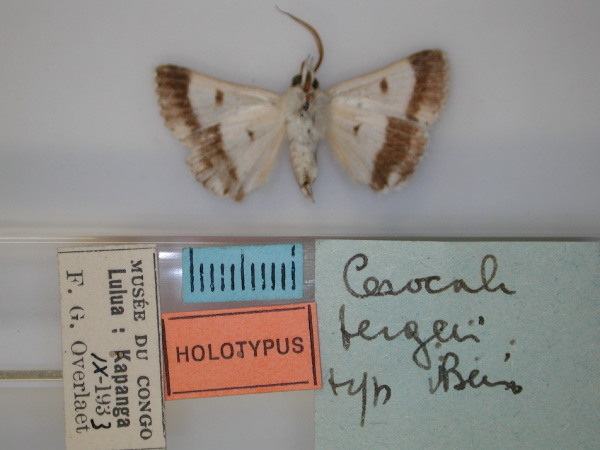 /filer/webapps/moths/media/images/B/bergeri_Cerocala_HT_RMCA_02.jpg