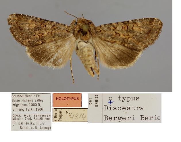 /filer/webapps/moths/media/images/B/bergeri_Discestra_HT_RMCAa.jpg