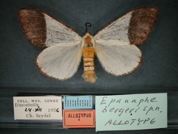 /filer/webapps/moths/media/images/B/bergeri_Epanaphe_AT_RMCA_01.jpg
