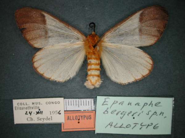 /filer/webapps/moths/media/images/B/bergeri_Epanaphe_AT_RMCA_02.jpg