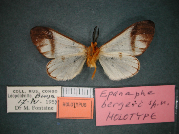 /filer/webapps/moths/media/images/B/bergeri_Epanaphe_HT_RMCA_02.jpg