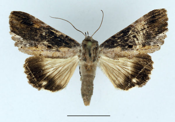 /filer/webapps/moths/media/images/B/bergeri_Ercheia_AF_Aulombard.jpg