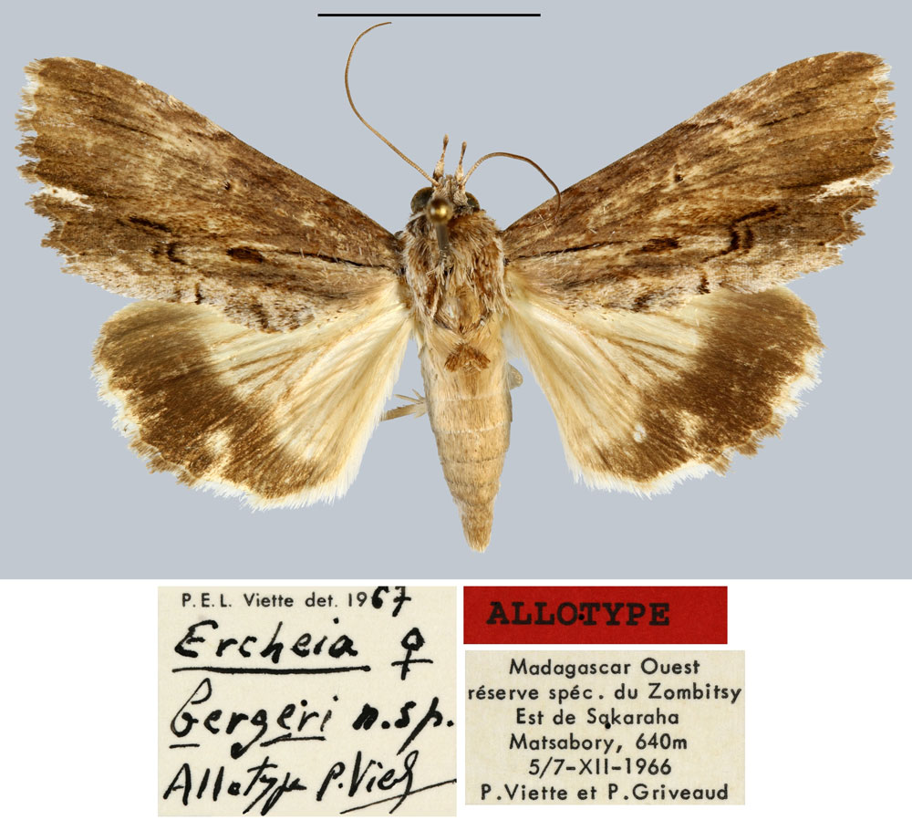 /filer/webapps/moths/media/images/B/bergeri_Ercheia_AT_MNHN.jpg