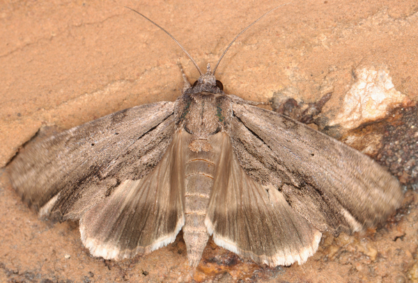 /filer/webapps/moths/media/images/B/bergeri_Ercheia_A_Heyns_01.jpg