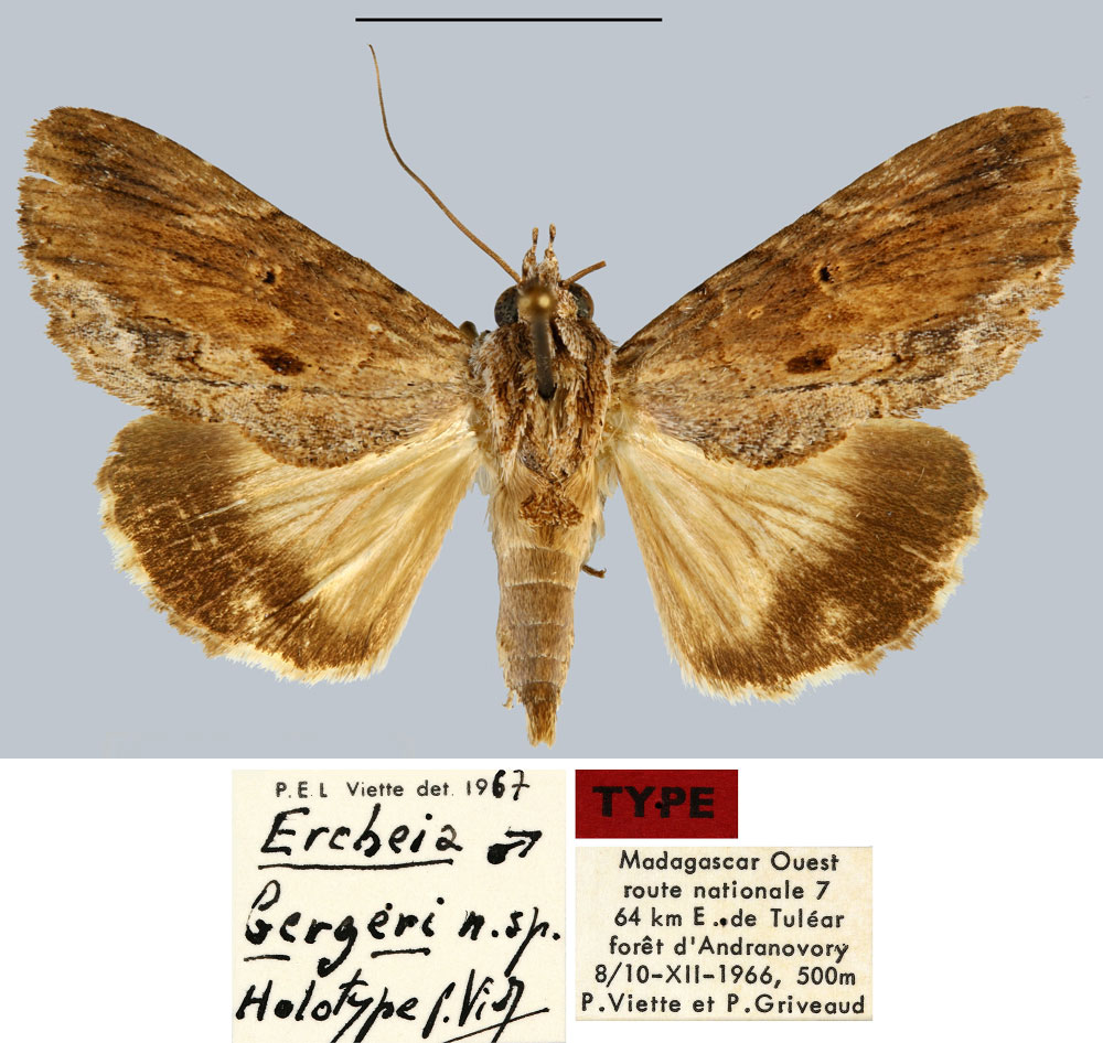 /filer/webapps/moths/media/images/B/bergeri_Ercheia_HT_MNHN.jpg