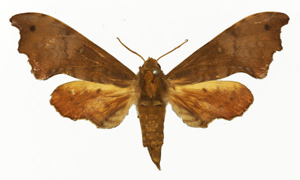 /filer/webapps/moths/media/images/B/bergeri_Grillotius_AF_Basquin.jpg