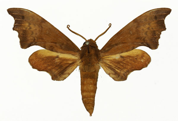 /filer/webapps/moths/media/images/B/bergeri_Grillotius_AM_Basquin.jpg