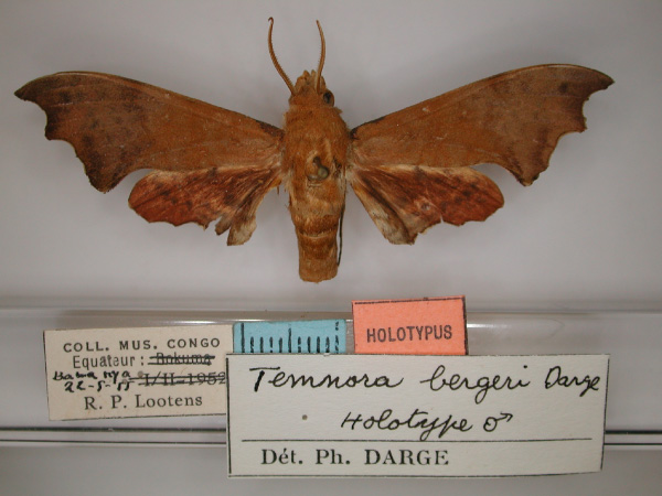 /filer/webapps/moths/media/images/B/bergeri_Grillotius_HT_RMCA_01.jpg