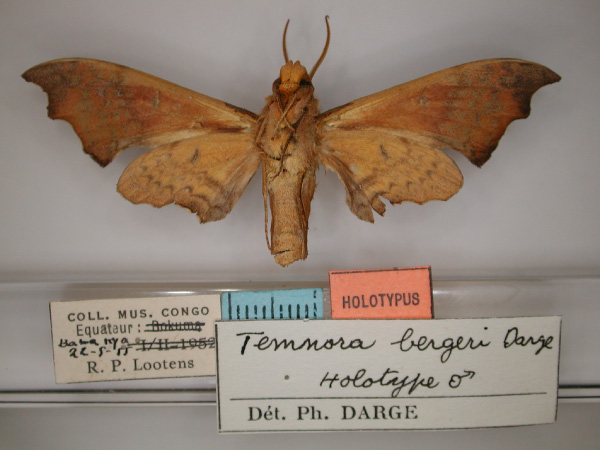/filer/webapps/moths/media/images/B/bergeri_Grillotius_HT_RMCA_02.jpg