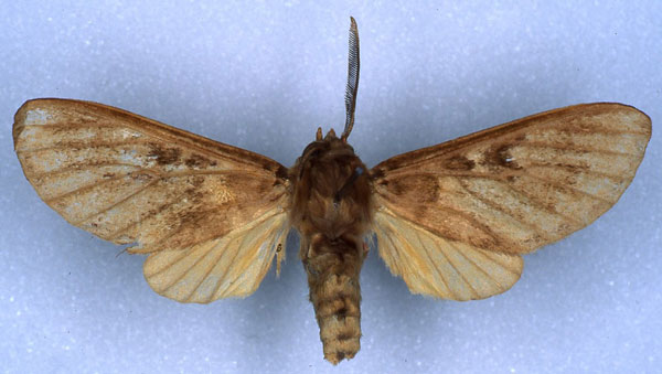 /filer/webapps/moths/media/images/B/bergeri_Hippurarctia_AM_RMCA.jpg