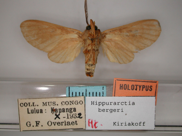 /filer/webapps/moths/media/images/B/bergeri_Hippurarctia_HT_RMCA_02.jpg
