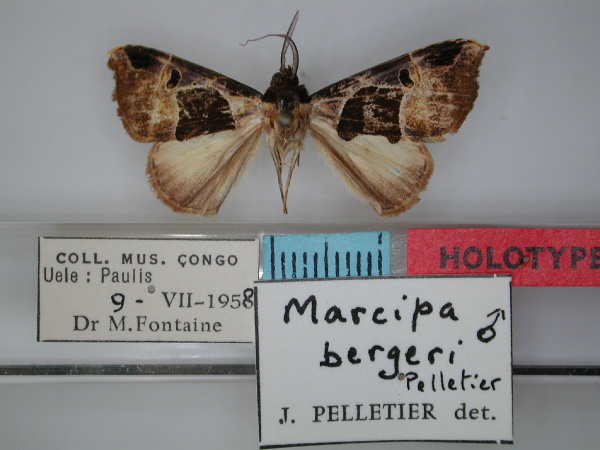 /filer/webapps/moths/media/images/B/bergeri_Marcipa_HT_RMCA_01.jpg