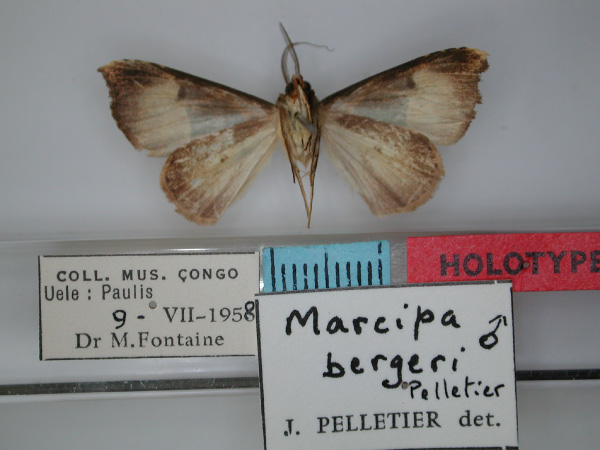 /filer/webapps/moths/media/images/B/bergeri_Marcipa_HT_RMCA_02.jpg