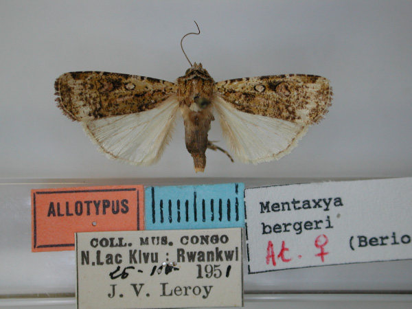 /filer/webapps/moths/media/images/B/bergeri_Mentaxya_AT_RMCA.jpg