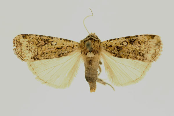 /filer/webapps/moths/media/images/B/bergeri_Mentaxya_AT_RMCA_02.jpg