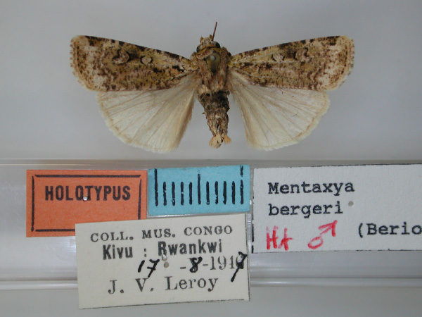 /filer/webapps/moths/media/images/B/bergeri_Mentaxya_HT_RMCA.jpg