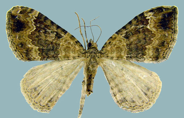 /filer/webapps/moths/media/images/B/bergeri_Mimoclystia_AF_ZSMa.jpg