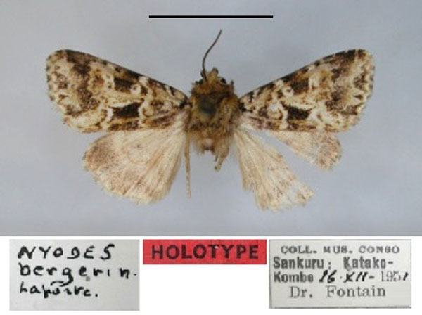 /filer/webapps/moths/media/images/B/bergeri_Nyodes_HT_RMCA.jpg