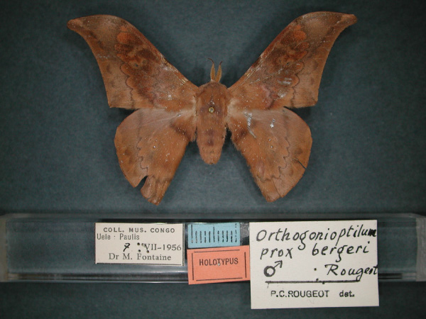 /filer/webapps/moths/media/images/B/bergeri_Orthogonioptilum_HT_RMCA_01.jpg