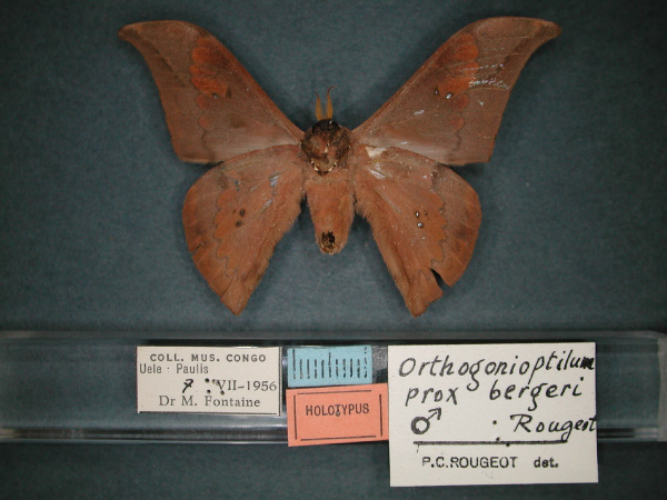 /filer/webapps/moths/media/images/B/bergeri_Orthogonioptilum_HT_RMCA_02.jpg