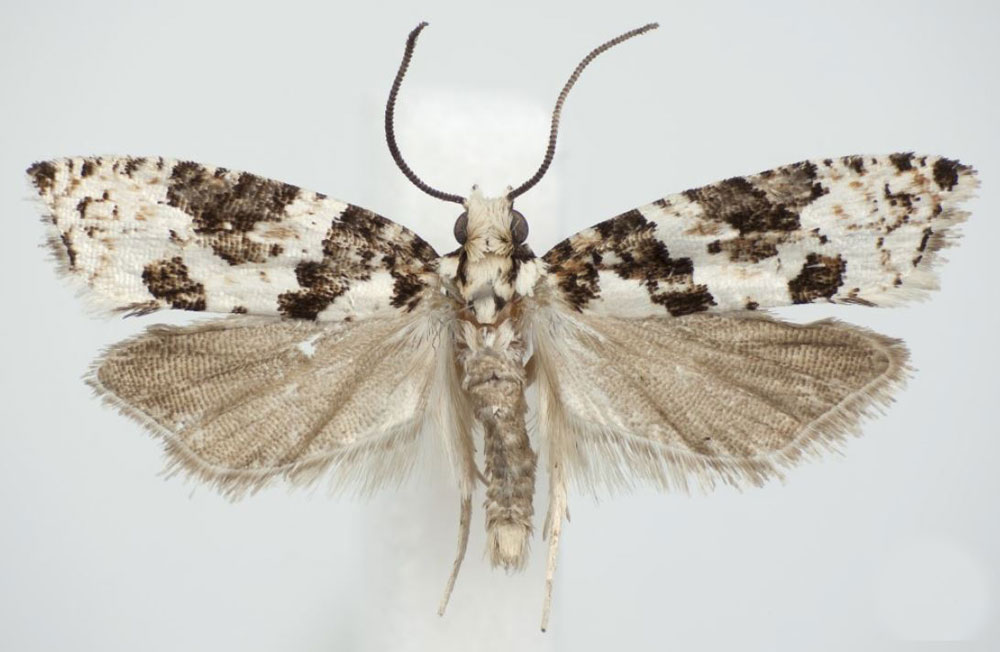 /filer/webapps/moths/media/images/B/berggreni_Megaherpystis_HT_NHMO.jpg