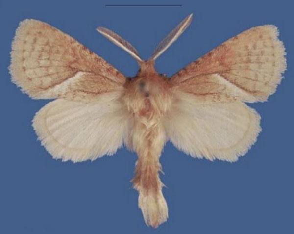 /filer/webapps/moths/media/images/B/bergsteni_Lukeniana_PTM_NHMO.jpg