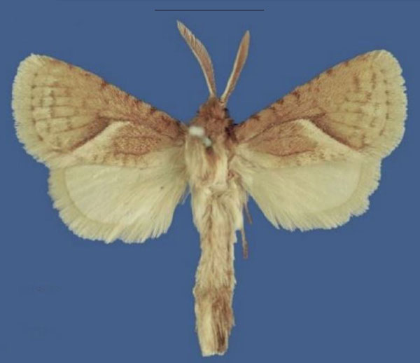 /filer/webapps/moths/media/images/B/bergsteni_Lukeniana_PTM_SNHM.jpg