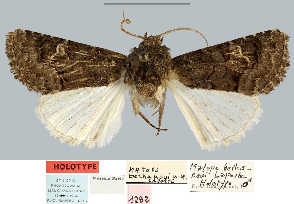 /filer/webapps/moths/media/images/B/berhanoui_Matopo_HT_MNHN.jpg