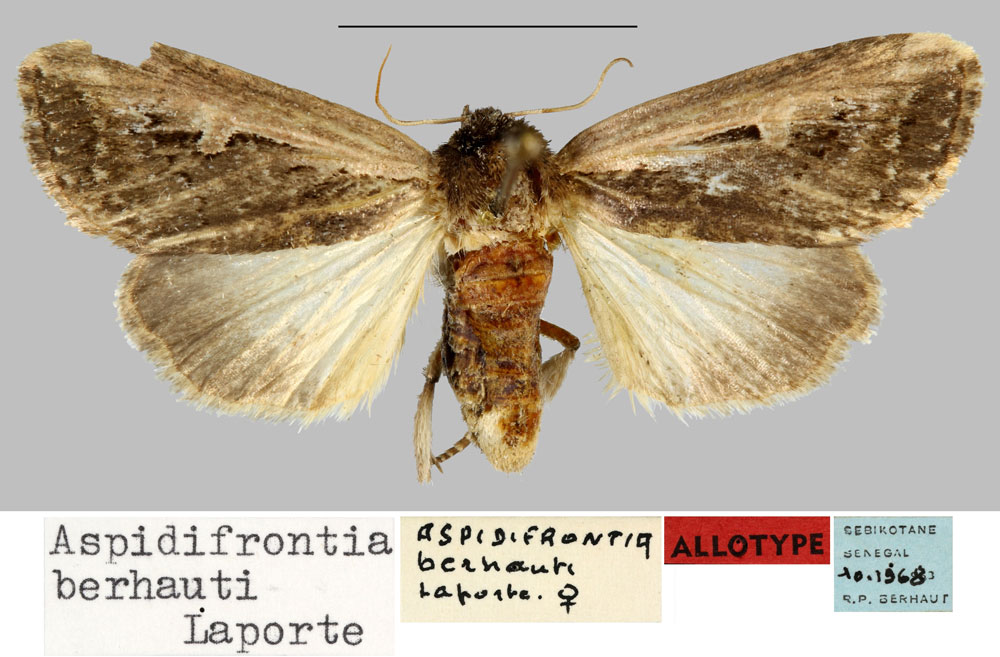 /filer/webapps/moths/media/images/B/berhauti_Aspidifrontia_AT_MNHN.jpg