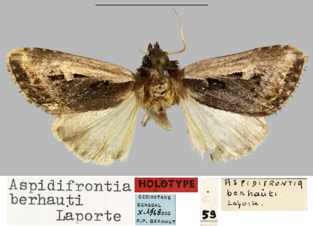 /filer/webapps/moths/media/images/B/berhauti_Aspidifrontia_HT_MNHN.jpg