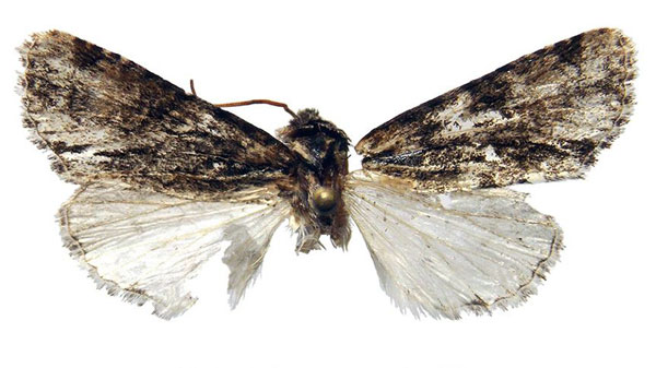 /filer/webapps/moths/media/images/B/berioi_Berionycta_HT_Behounek.jpg