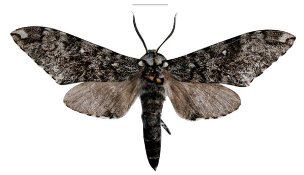 /filer/webapps/moths/media/images/B/berioi_Covelliana_HT_SMCRa.jpg