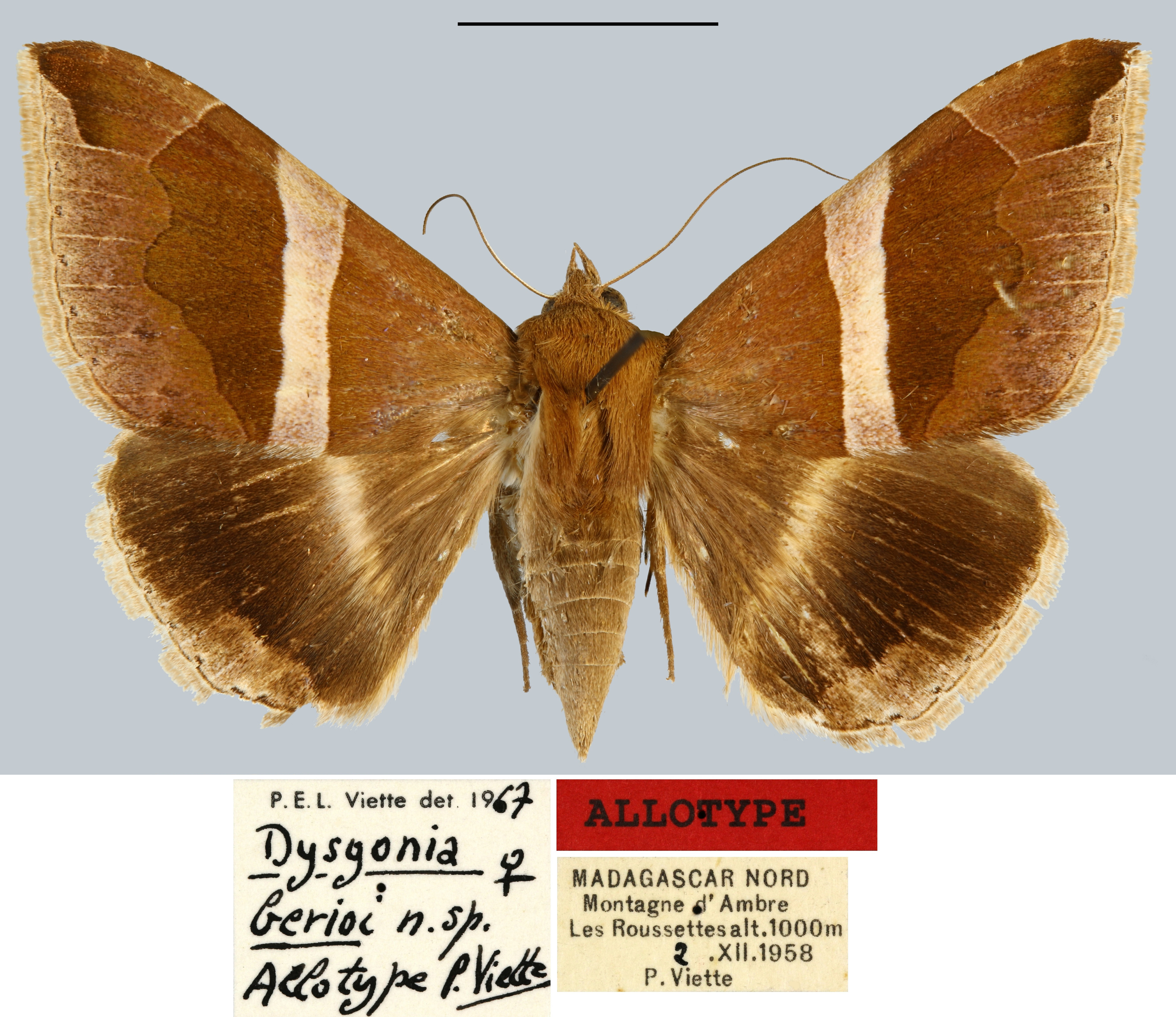 /filer/webapps/moths/media/images/B/berioi_Dysgonia_AT_MNHN.jpg