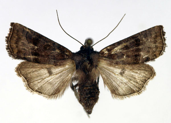 /filer/webapps/moths/media/images/B/berioi_Elyptron_AF_Aulombard.jpg