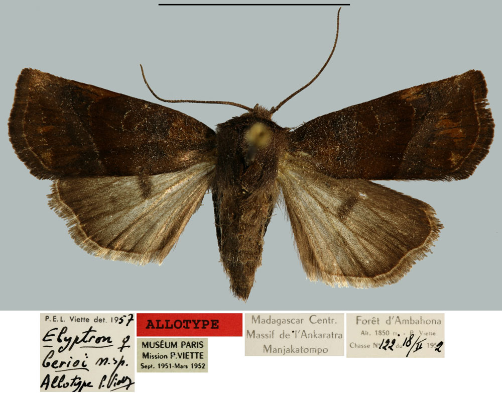 /filer/webapps/moths/media/images/B/berioi_Elyptron_AT_MNHN.jpg