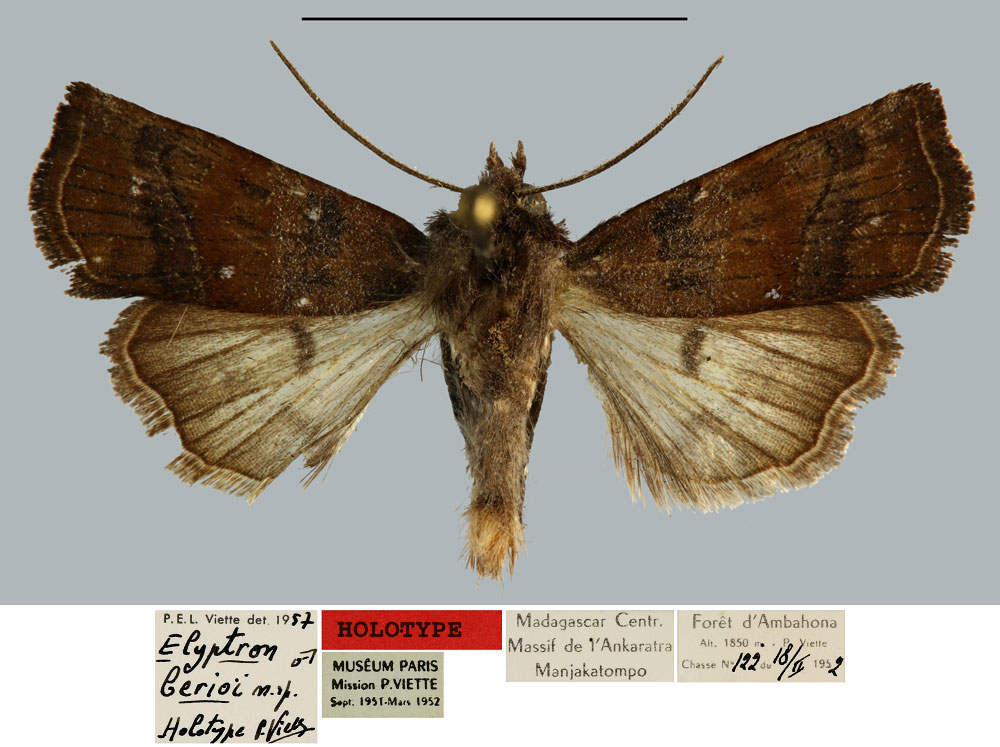 /filer/webapps/moths/media/images/B/berioi_Elyptron_HT_MNHN.jpg