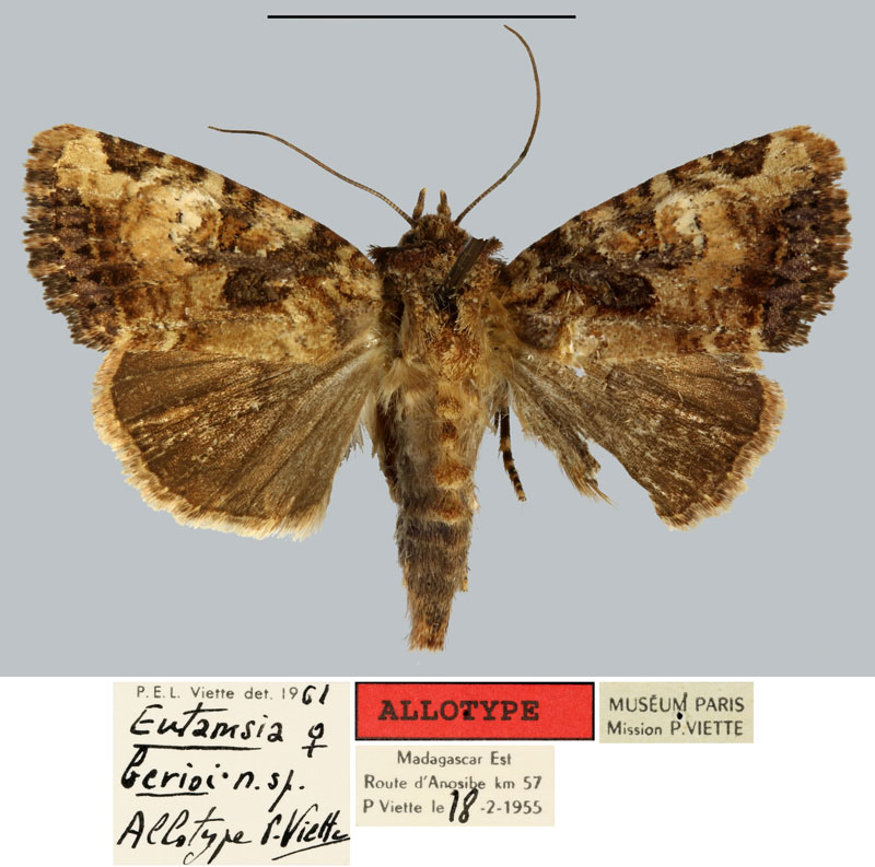 /filer/webapps/moths/media/images/B/berioi_Eutamsia_AT_MNHN.jpg