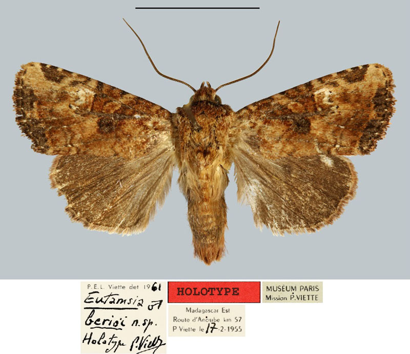 /filer/webapps/moths/media/images/B/berioi_Eutamsia_HT_MNHN.jpg