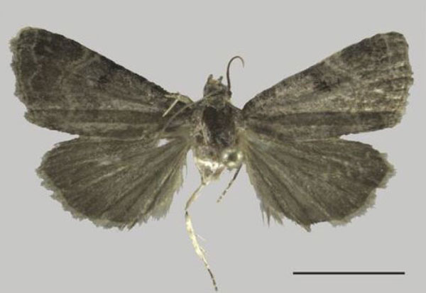 /filer/webapps/moths/media/images/B/berioi_Ozarba_AM_ZMJU.jpg