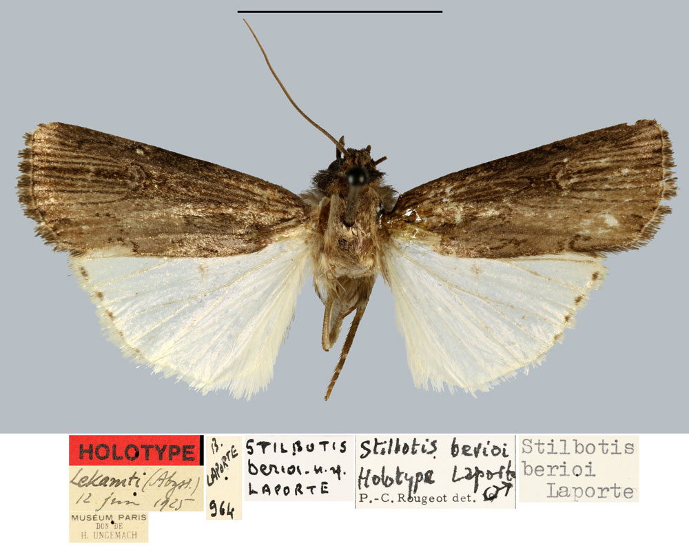 /filer/webapps/moths/media/images/B/berioi_Stilbotis_HT_MNHN.jpg