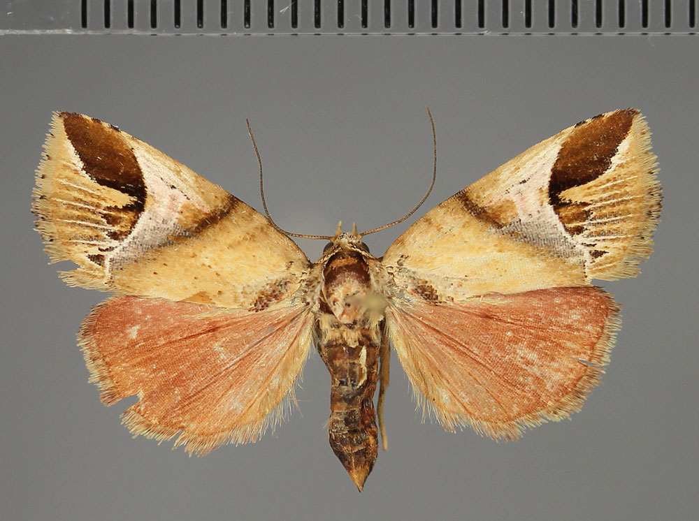 /filer/webapps/moths/media/images/B/berioi_Taraconica_AF_Fiebig.jpg