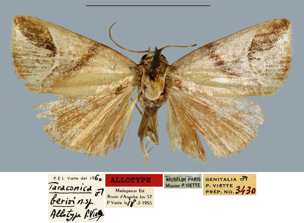 /filer/webapps/moths/media/images/B/berioi_Taraconica_AT_MNHN.jpg