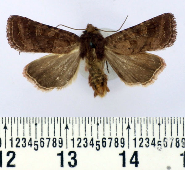 /filer/webapps/moths/media/images/B/berioi_Tycomarptes_AM_BMNH.jpg