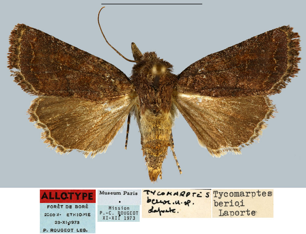 /filer/webapps/moths/media/images/B/berioi_Tycomarptes_AT_MNHN.jpg