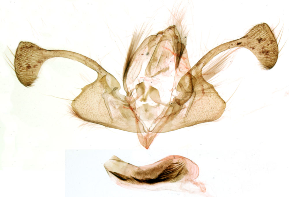 /filer/webapps/moths/media/images/B/berioi_Tycomarptes_GMHT_MNHN_905.jpg